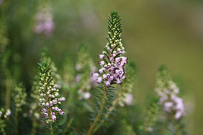 BUITEN BEELD Foto: 426606