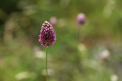 BUITEN BEELD Foto: 426612