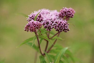 BUITEN BEELD Foto: 426621