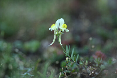 BUITEN BEELD Foto: 426634