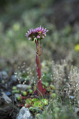 BUITEN BEELD Foto: 426642