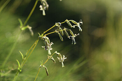 BUITEN BEELD Foto: 426645
