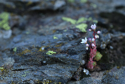 BUITEN BEELD Foto: 426650