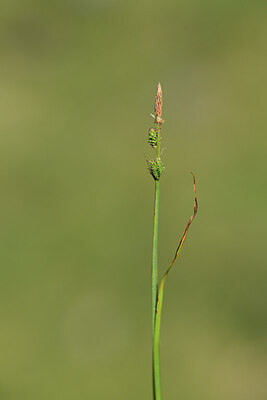 BUITEN BEELD Foto: 426691