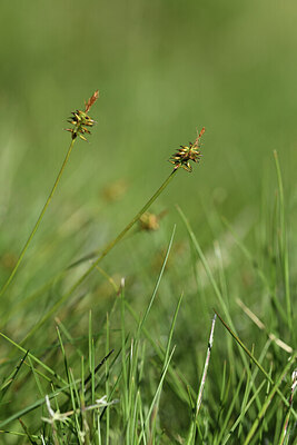 BUITEN BEELD Foto: 426694