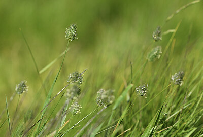 BUITEN BEELD Foto: 426700