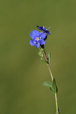 BUITEN BEELD Foto: 426713