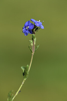 BUITEN BEELD Foto: 426714