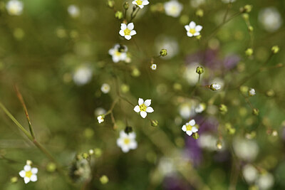 BUITEN BEELD Foto: 426736