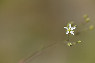 BUITEN BEELD Foto: 426750