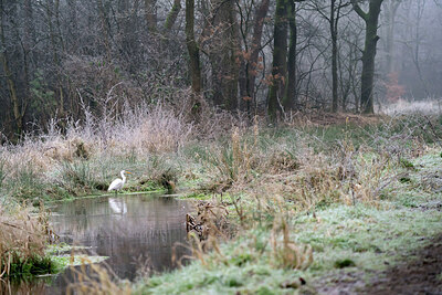 BUITEN BEELD Foto: 426759