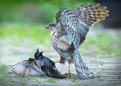 BUITEN BEELD Foto: 426783