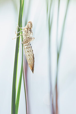 BUITEN BEELD Foto: 426784