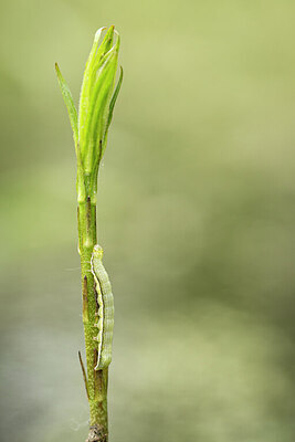 BUITEN BEELD Foto: 426794