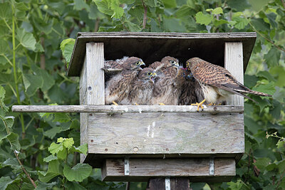 BUITEN BEELD Foto: 426798