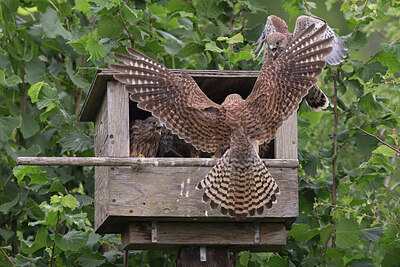 BUITEN BEELD Foto: 426800