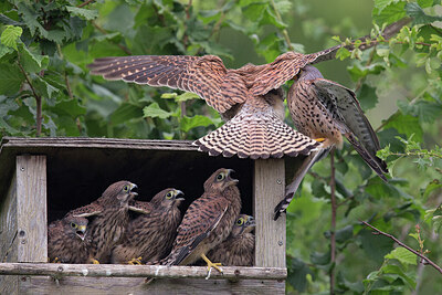 BUITEN BEELD Foto: 426803