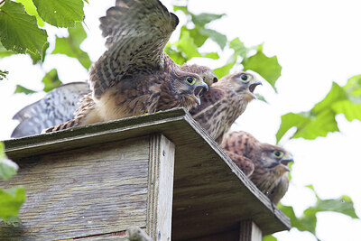 BUITEN BEELD Foto: 426804