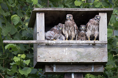 BUITEN BEELD Foto: 426805