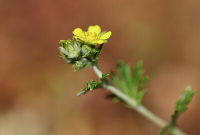 BUITEN BEELD Foto: 426810