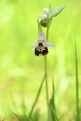 BUITEN BEELD Foto: 426817