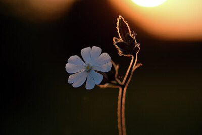 BUITEN BEELD Foto: 426818