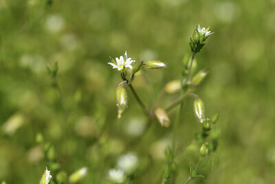 BUITEN BEELD Foto: 426827