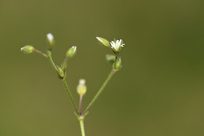 BUITEN BEELD Foto: 426832