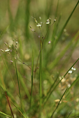 BUITEN BEELD Foto: 426839