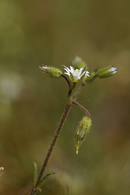 BUITEN BEELD Foto: 426844