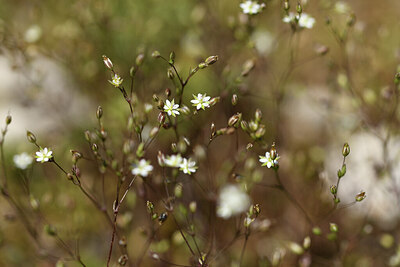 BUITEN BEELD Foto: 426852