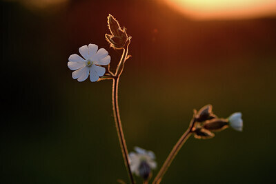 BUITEN BEELD Foto: 426857