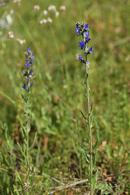 BUITEN BEELD Foto: 426866