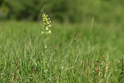 BUITEN BEELD Foto: 426868