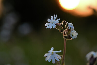 BUITEN BEELD Foto: 426879
