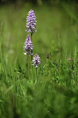 BUITEN BEELD Foto: 426880