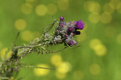 BUITEN BEELD Foto: 426883