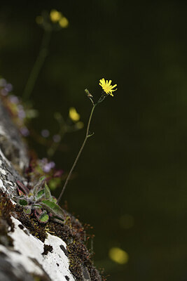 BUITEN BEELD Foto: 426884