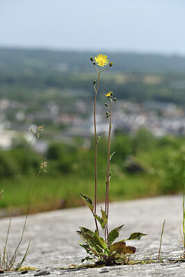 BUITEN BEELD Foto: 426890