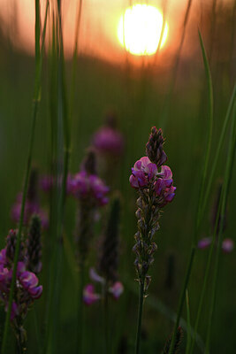 BUITEN BEELD Foto: 426891