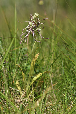 BUITEN BEELD Foto: 426903