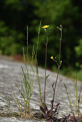 BUITEN BEELD Foto: 426916