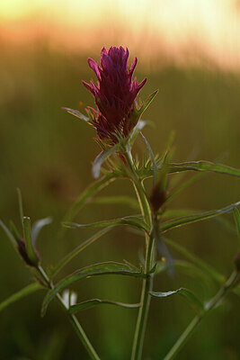 BUITEN BEELD Foto: 426924