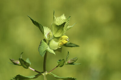 BUITEN BEELD Foto: 426946