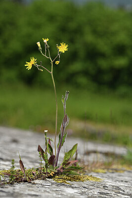 BUITEN BEELD Foto: 426964