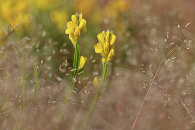 BUITEN BEELD Foto: 426966