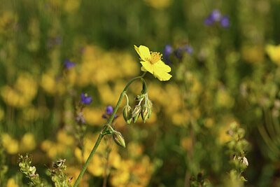 BUITEN BEELD Foto: 426974