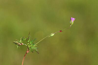 BUITEN BEELD Foto: 426975