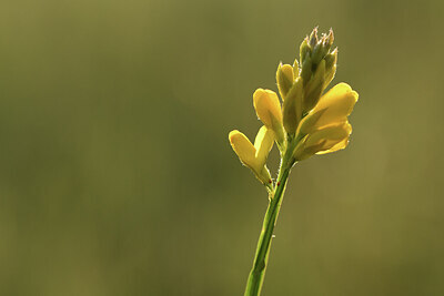 BUITEN BEELD Foto: 426977