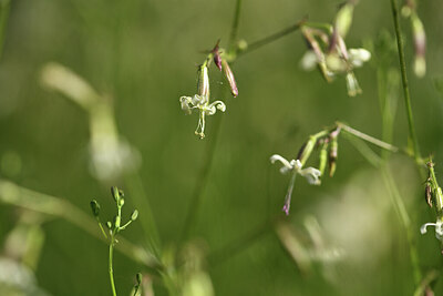 BUITEN BEELD Foto: 426982